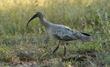 Plumbeous ibis [Theristicus caerulescens]
