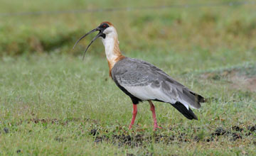 Buff-necked ibis [Theristicus caudatus]