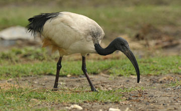 African sacred ibis [Threskiornis aethiopicus]