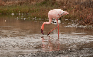 Lesser flamingo [Phoeniconaias minor]
