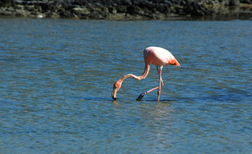 American flamingo [Phoenicopterus ruber]