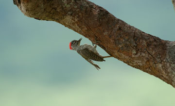 Nubian woodpecker [Campethera nubica]