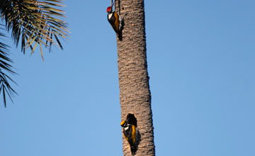 White-naped woodpecker [Chrysocolaptes festivus festivus]