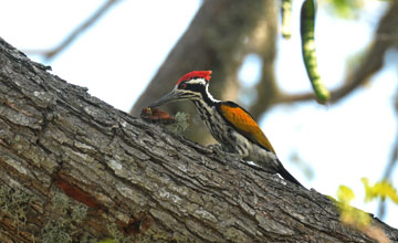 White-naped woodpecker [Chrysocolaptes festivus tantus]