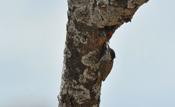 Cardinal woodpecker [Dendropicos fuscescens hemprichii]