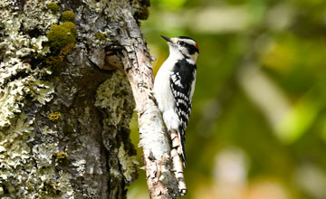 Downy woodpecker [Dryobates pubescens medianus]