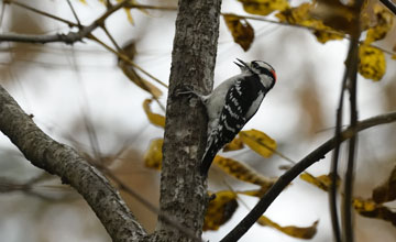 Downy woodpecker [Dryobates pubescens pubescens]