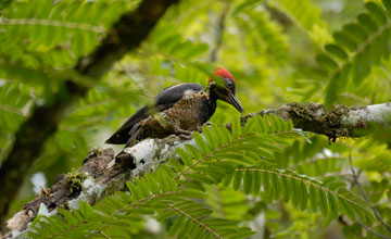 Lineated woodpecker [Dryocopus lineatus lineatus]