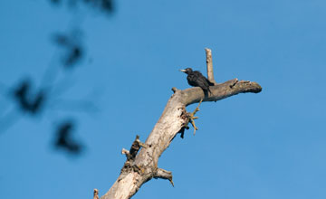 Black woodpecker [Dryocopus martius]