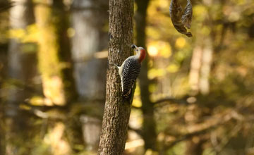 Red-bellied woodpecker [Melanerpes carolinus]