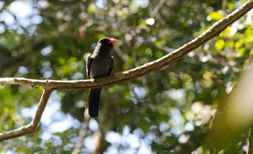 Black nunbird [Monasa atra]