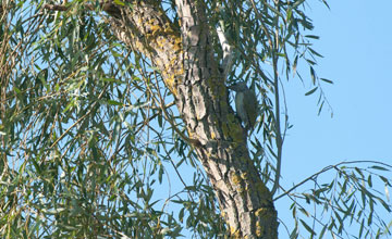 Grey-headed woodpecker [Picus canus canus]