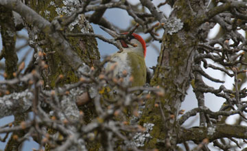 Green woodpecker [Picus viridis viridis]