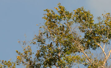 Black-necked aracari [Pteroglossus aracari atricollis]
