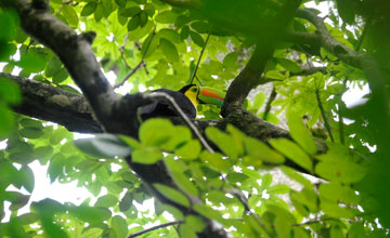 Keel-billed toucan [Ramphastos sulfuratus]