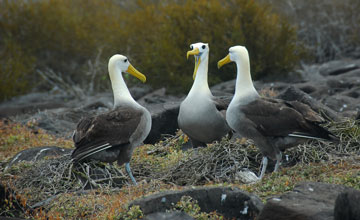Waved albatross [Phoebastria irrorata]