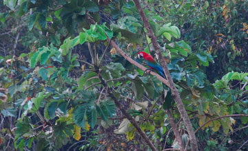 Red-and-green macaw [Ara chloroptera]
