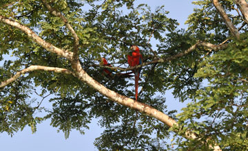 Scarlet macaw [Ara macao]