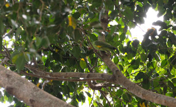 Yellow-chevroned parakeet [Brotogeris chiriri]