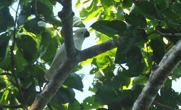 Timor sulphur-crested cockatoo [Cacatua sulphurea parvula]