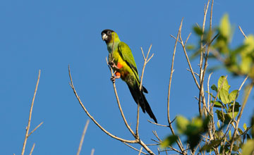 Black-hooded parakeet [Nandayus nenday]