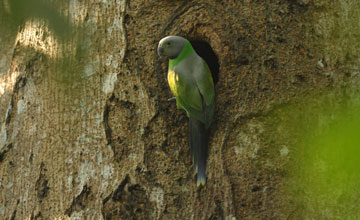 Layard's parakeet [Psittacula calthrapae]