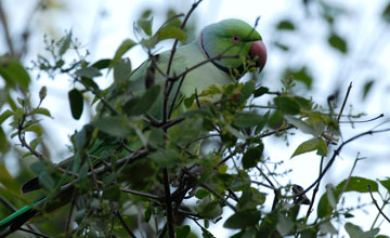 Rose-ringed parakeet [Psittacula krameri borealis]