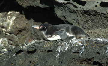 Galapagos penguin [Spheniscus mendiculus]