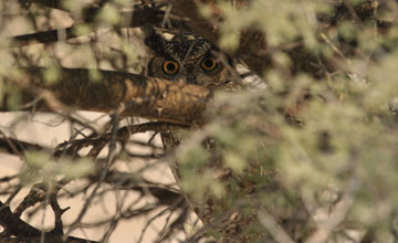 Spotted eagle-owl [Bubo africanus]