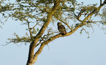 Verreaux's eagle-owl [Bubo lacteus]