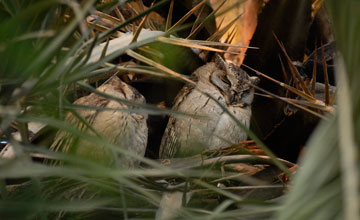 Indian scops-owl [Otus bakkamoena gangeticus]