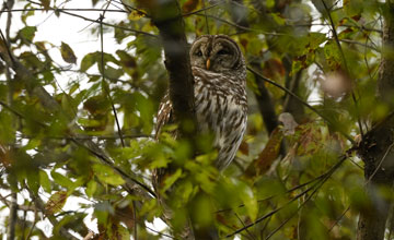 Barred owl [Strix varia varia]