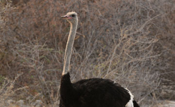 Southern ostrich [Struthio camelus australis]