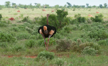 Somali ostrich [Struthio molybdophanes]