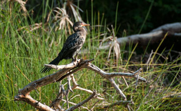 Reed cormorant [Microcarbo africanus]