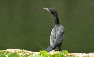 Little cormorant [Microcarbo niger]