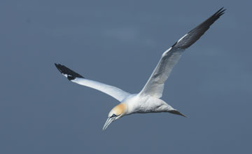 Northern gannet [Morus bassanus]