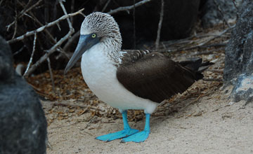 Blue-footed booby [Sula nebouxii excisa]