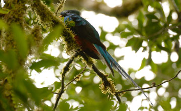 Resplendent quetzal [Pharomachrus mocinno costaricensis]
