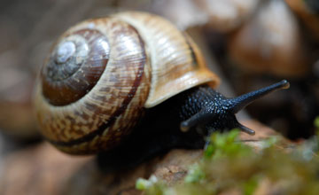 Copse snail [Arianta arbustorum]