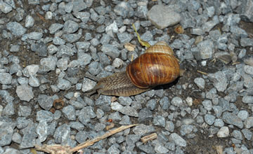 Burgundy snail [Helix pomatia]