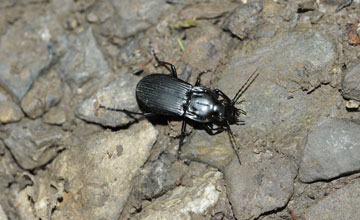 Ground beetle [Abax parallelepipedus]