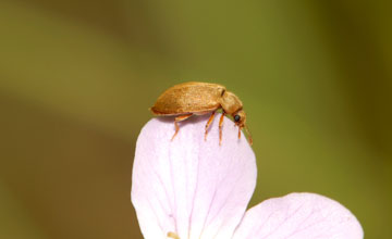 Raspberry beetle [Byturus tomentosus]
