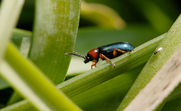 Ground beetle [Calathus melanocephalus]