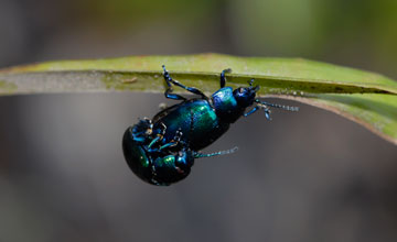 Dead-nettle leaf beetle [Chrysolina fastuosa]