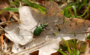 Green tiger beetle [Cicindela campestris]