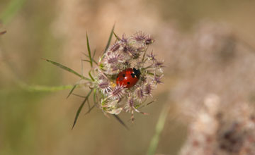 Seven-spot ladybird [Coccinella septempunctata]