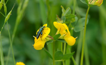 Thick-legged flower beetle [Oedemera nobilis]