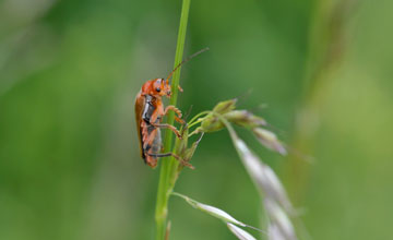 Common red soldier beetle [Rhagonycha fulva]