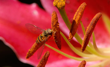 Marmalade fly [Episyrphus balteatus]